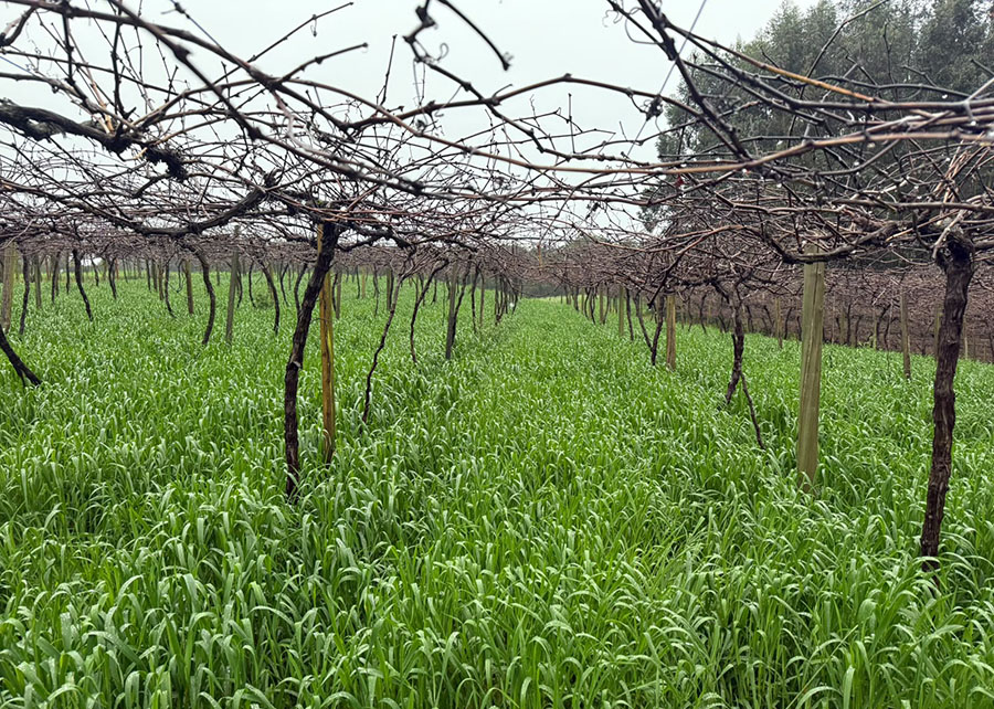 Gazeta Rural: Pesquisa seleciona cultivares de aveia-preta para recuperação de solos na Serra Gaúcha